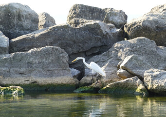 Egret at Balmy Beach