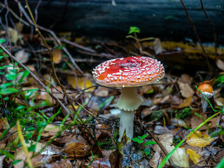 Mushroom Fly agaric. Mushrooms in the autumn forest. Red fly agaric. Autumn mushrooms.