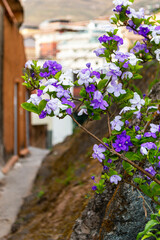Purple and white flowering plant. Manac&aacute;-De-Cheiro, Manac&aacute;-De-Jardim, Brunfelsia Uniflora. Plant native to Brazil.