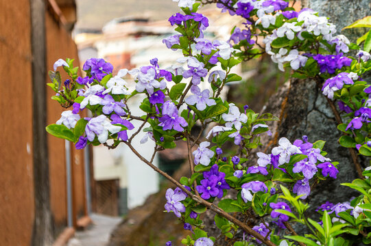 Purple and white flowering plant. Manacá-De-Cheiro, Manacá-De-Jardim, Brunfelsia Uniflora. Plant native to Brazil.
