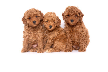 Three cute toy poodle puppies on a white background