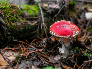 Mushroom Fly agaric. Mushrooms in the autumn forest. Red fly agaric. Autumn mushrooms.