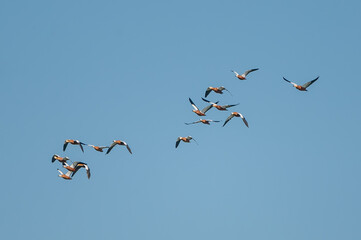 Angıt » Ruddy Shelduck » Tadorna ferruginea