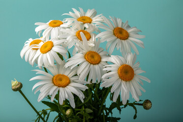 beautiful white chamomiles (leucanthemum) on a turquoise background