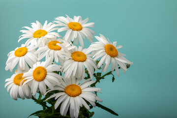 beautiful white chamomiles (leucanthemum) on a turquoise background