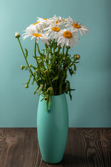 beautiful white chamomiles (leucanthemum) in a turquoise vase