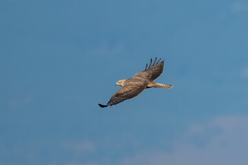 Büyük orman kartalı » Greater Spotted Eagle » Clanga clanga
