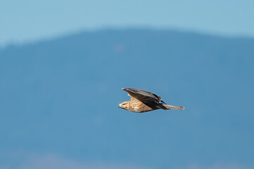 Büyük orman kartalı » Greater Spotted Eagle » Clanga clanga
