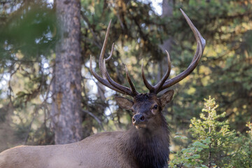 Bull Elk During the Fall Rut in Wyoming