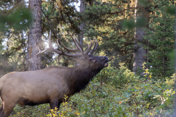 Bull Elk During the Fall Rut in Wyoming