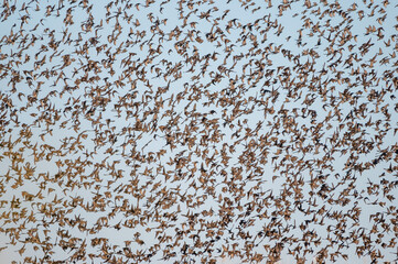 Sığırcık » Common Starling » Sturnus vulgaris
