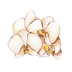 Painted watercolor illustration. Bouquet of orchids. Element for design