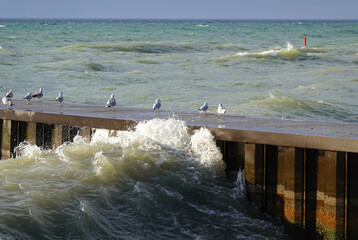 Gulls on Pier