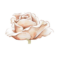 Watercolor illustration. Blooming rose on a white background. Botanical illustration.