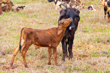 Uma vaca preta, junto com o seu filhote marrom, no pasto com outros animais ao fundo.