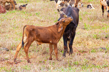 Uma vaca preta, junto com o seu filhote marrom, no pasto com outros animais ao fundo.