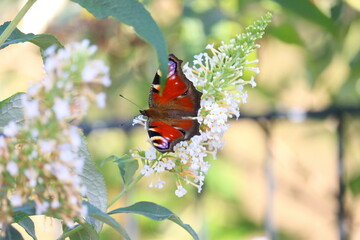 peacock butterfly in a garden in summer