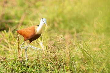 Long-legged African jacana bird, Actophilornis Africanus walking in the Kruger national park