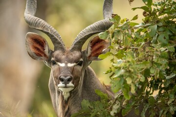 Closeup of a spiral-horned kudu, Tragelaphus strepsiceros in the Kruger national park, South Africa - obrazy, fototapety, plakaty