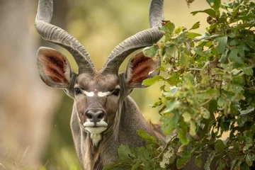 Foto op Canvas Closeup of a spiral-horned kudu, Tragelaphus strepsiceros in the Kruger national park, South Africa © Etienne Botha/Wirestock Creators