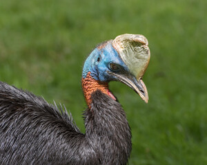 Northern cassowary, Casuarius unappendiculatus, the one-wattled cassowary. Portrait