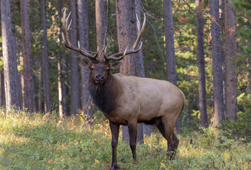 Naklejka na ściany i meble Bull Elk During the Fall Rut in Wyoming