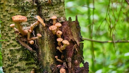 Armillaria mellea mushrooms close-up in autumn macro photography taken during the day in clear weather