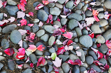 grey rocks and red leaves background