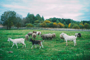 Obraz premium sheep and goats graze in the pasture, herd of sheep, farm cattle