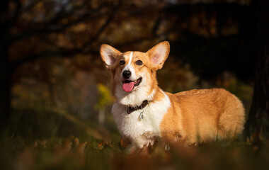 Corgi dog on an autumn walk
