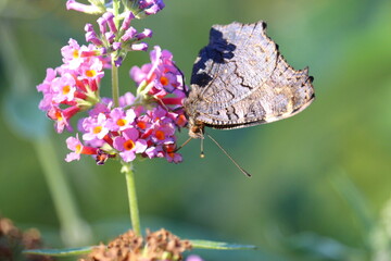 butterfly in the garden various colours, spotted, green and grey