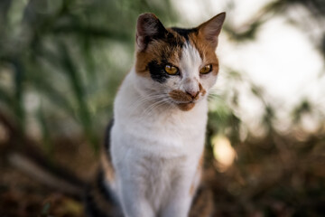 Die Katzen von Naoussa