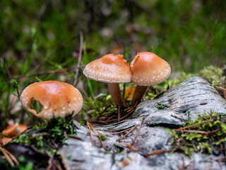 A group of false poisonous mushrooms. Soft focus. The concept of collecting mushrooms. Background picture. color nature