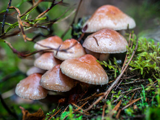 A group of false poisonous mushrooms. Soft focus. The concept of collecting mushrooms. Background picture. color nature