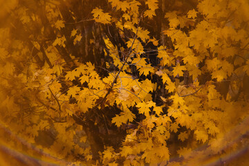 fall colors