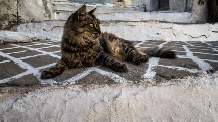 Die Katzen von Lefkes