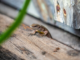 A small lizard with a tail basks in the sun in the summer sitting on wooden boards in the park
