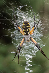 Closeup of a yellow and black orb weaver spider