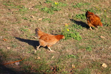 chicken running free in field