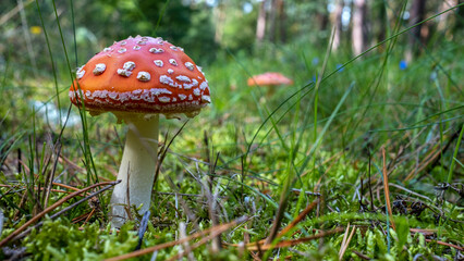 Detailaufnahme von einem Waldpilz im Gras
