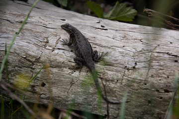 lizard on the stone
