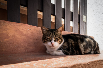 Die Katzen von Lefkes