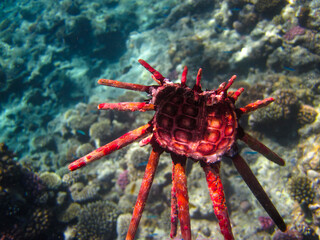 Sea urchin in the coral reef of the Red Sea, Hurghada, Egypt