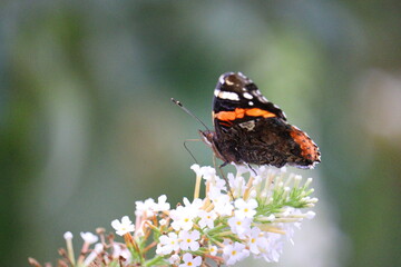 Fototapeta na wymiar admiral butterfly in garden in summer