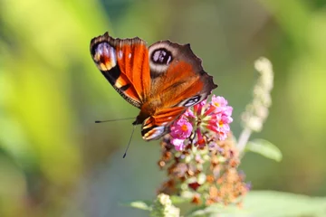 Keuken spatwand met foto peacock butterfly in a garden in summer © Taliesin
