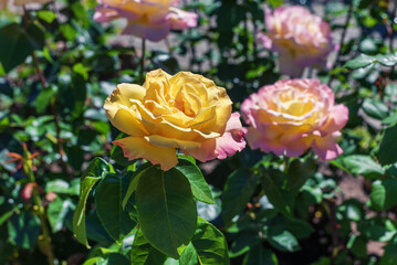 Beautiful flower yellow rose in the summer garden.