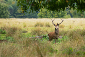 a portrait of a lone red deer stag as he poses on a field with woods in the back ground. He is...