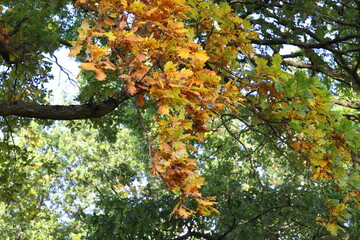 tree in autumn in vibrant colours