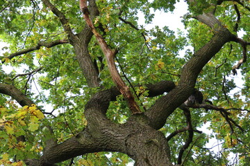 tree in autumn in vibrant colours