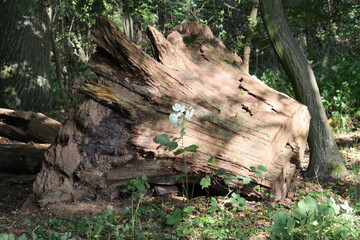 Fototapeta na wymiar tree trunk in the forest